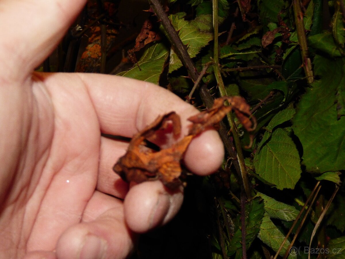 Strašilky australské (Extatosoma tiaratum) - 2