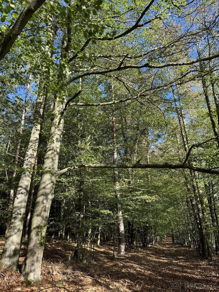Prodám lesní pozemky v k.ú. Zvole u Zábřeha - 2