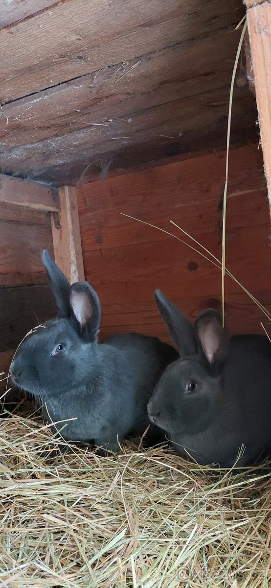 Prodej samice kralíka - 2