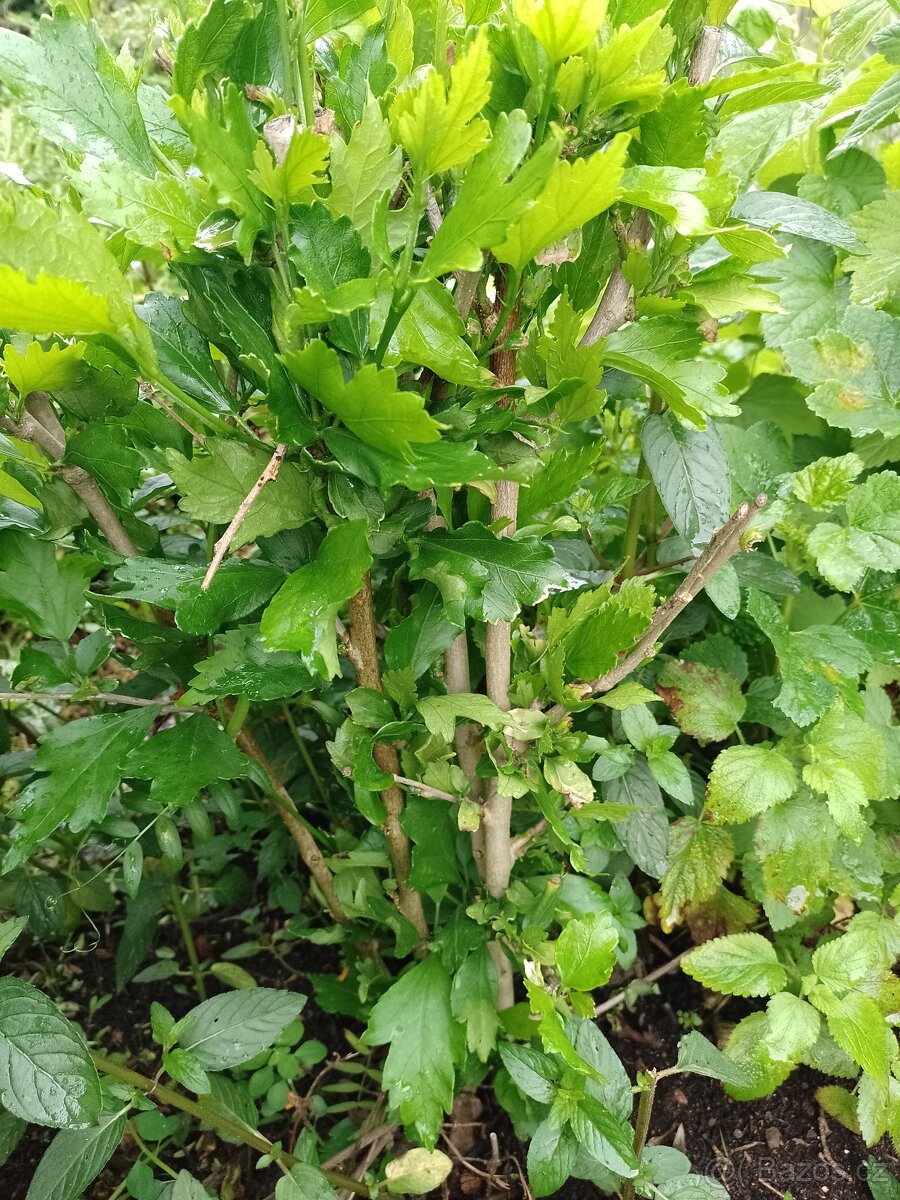 Trávu vousatec. - 2