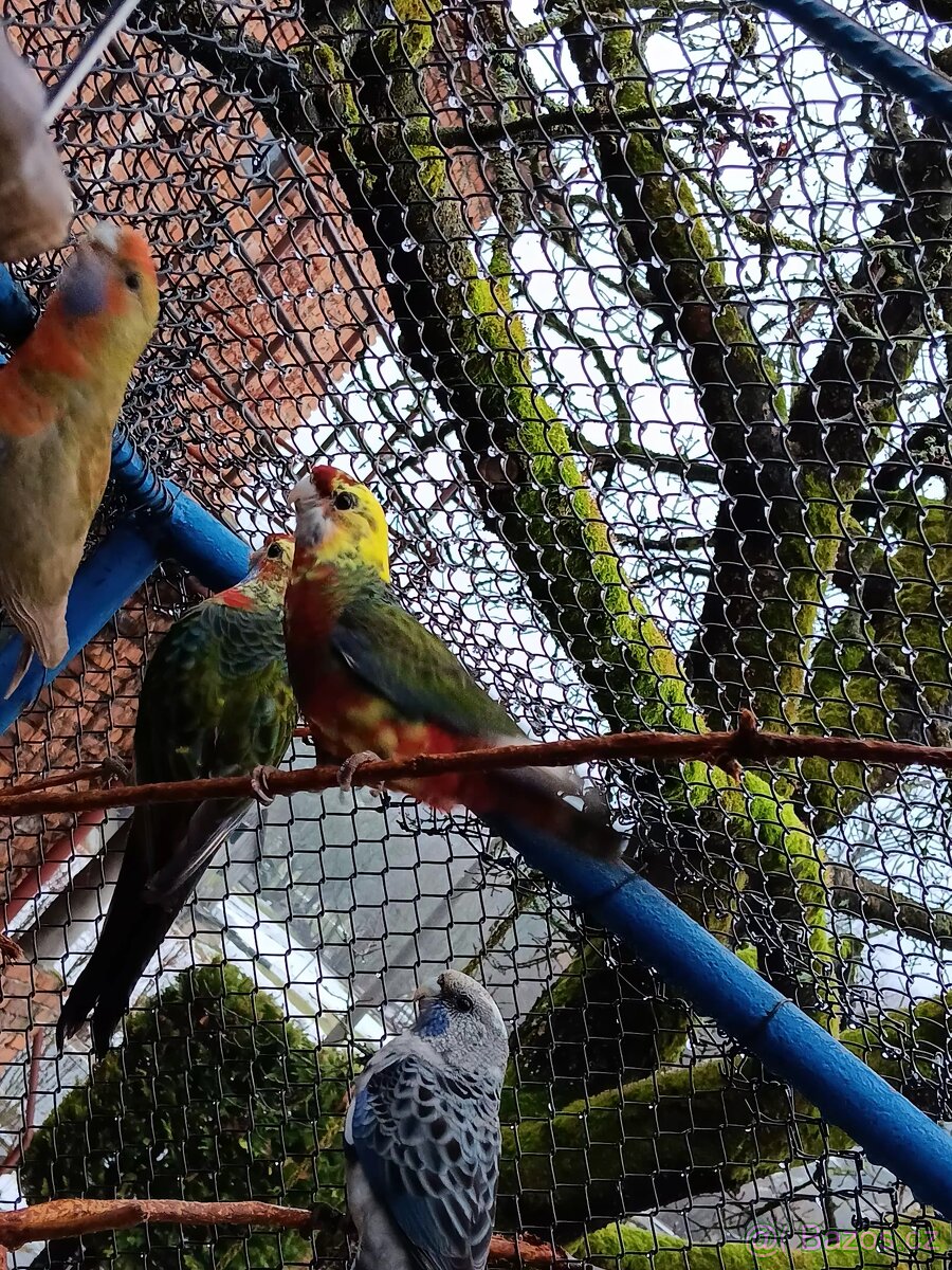 Rozela penant červená Straka - 2