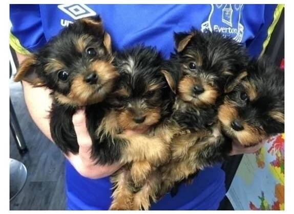 Jorkširsky teriér yorkširsky teriér York - 2