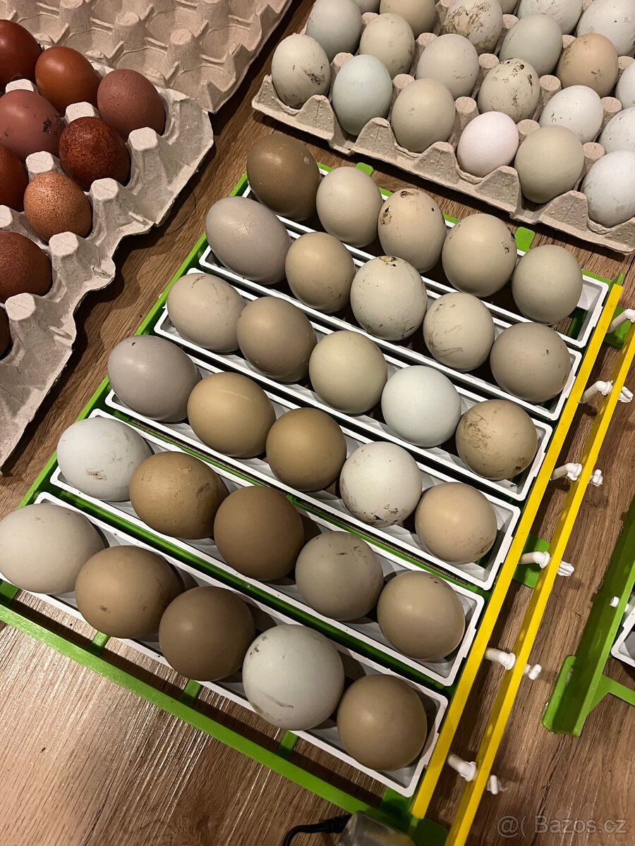 NV na barevná vejce - 2