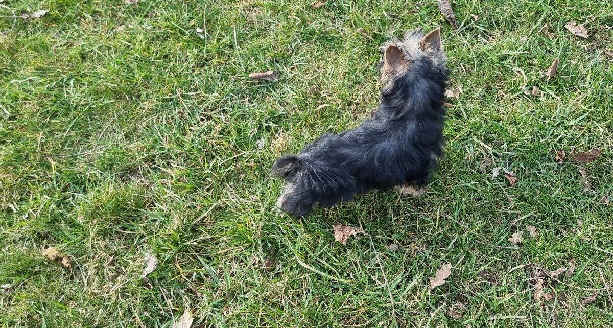 Jorkširsky terier fenka s pp - 2