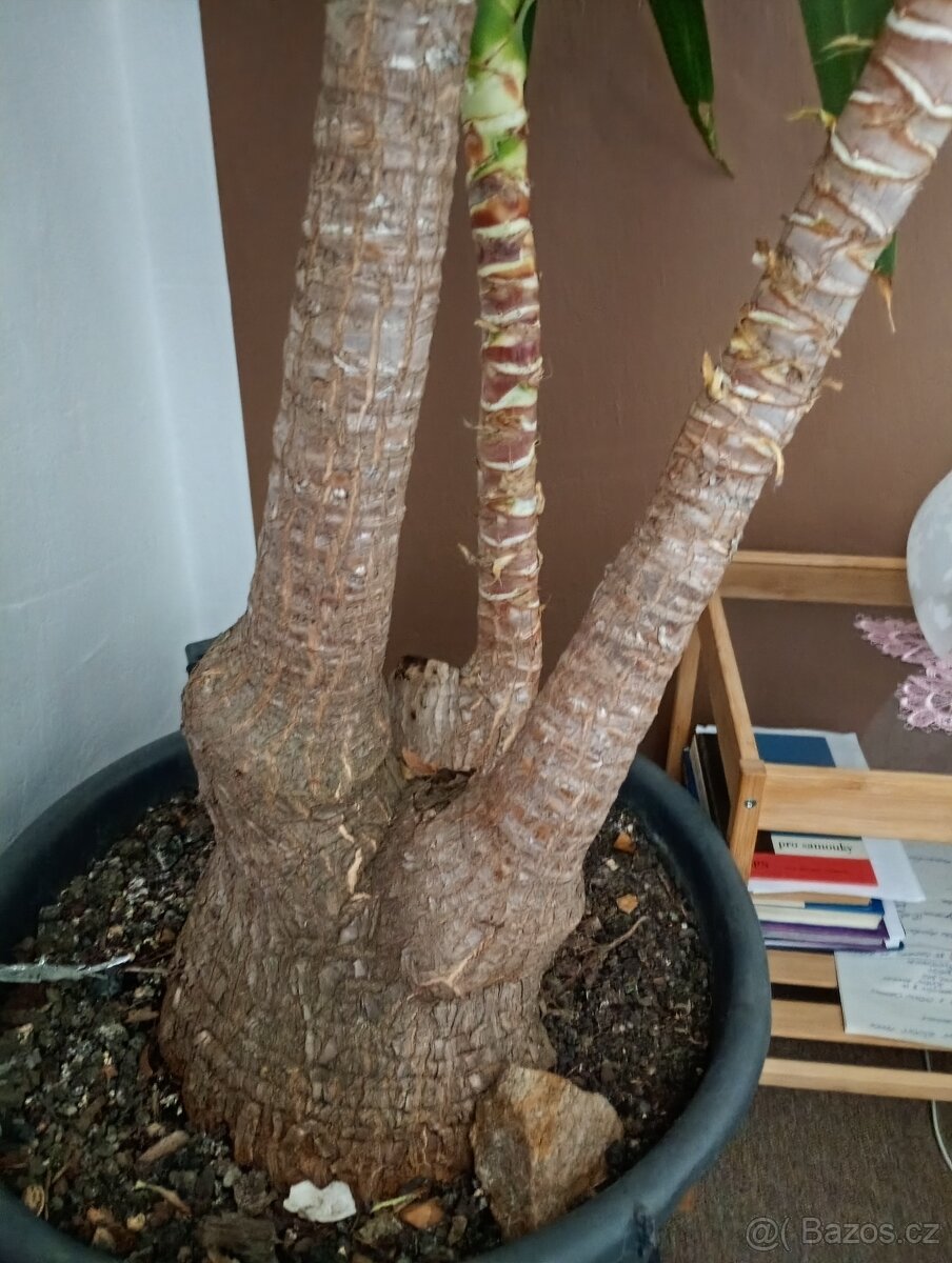 YUCCA ELEPHANTIPES - 2