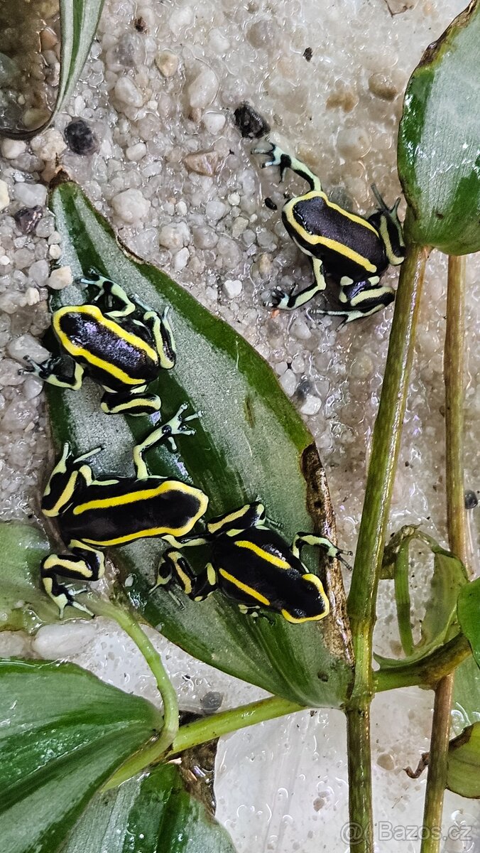 Šípivé žabky - 2