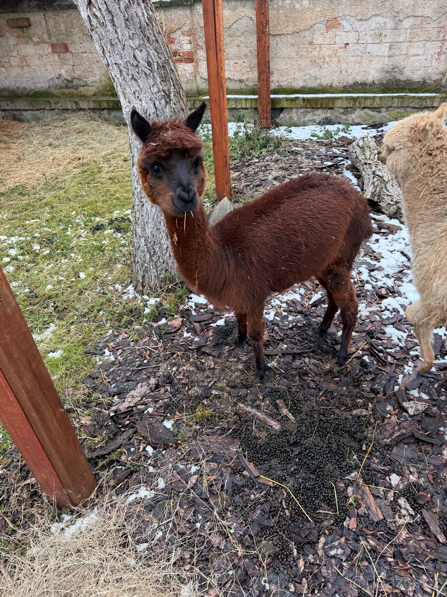 Lama Alpaka - Samice - 2