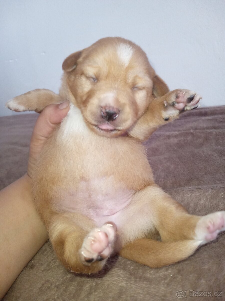 Štěňátko fena - 2