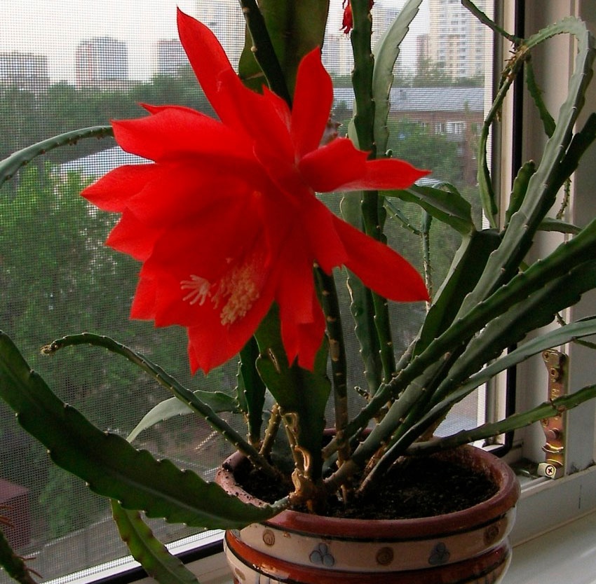 ŘÍZKY FYLOKAKTUSŮ - 2