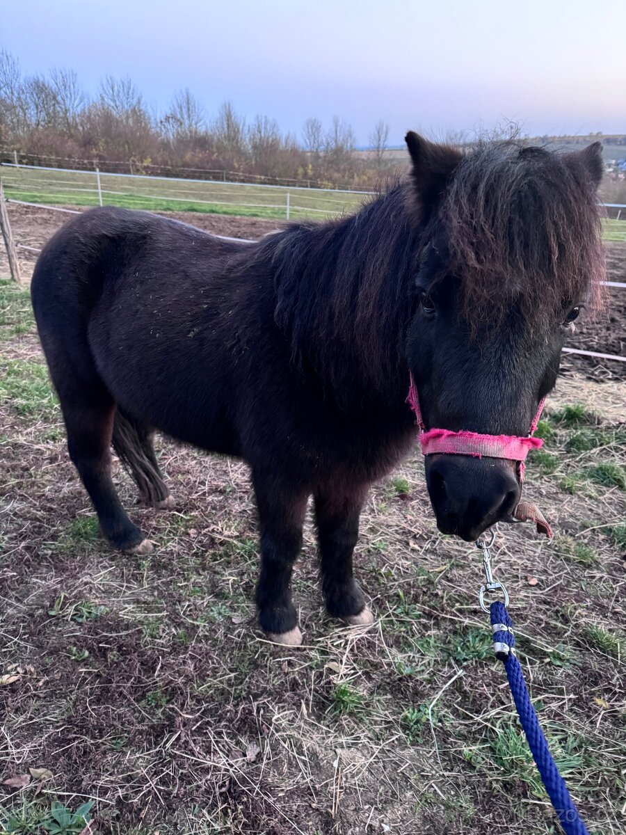 Prodám pony valacha - 2