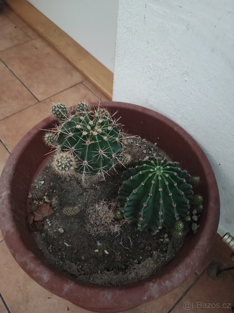Prodám kaktusy - 2