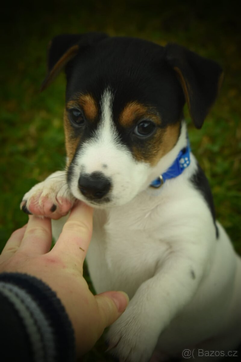 Jack Russell teriér - 2