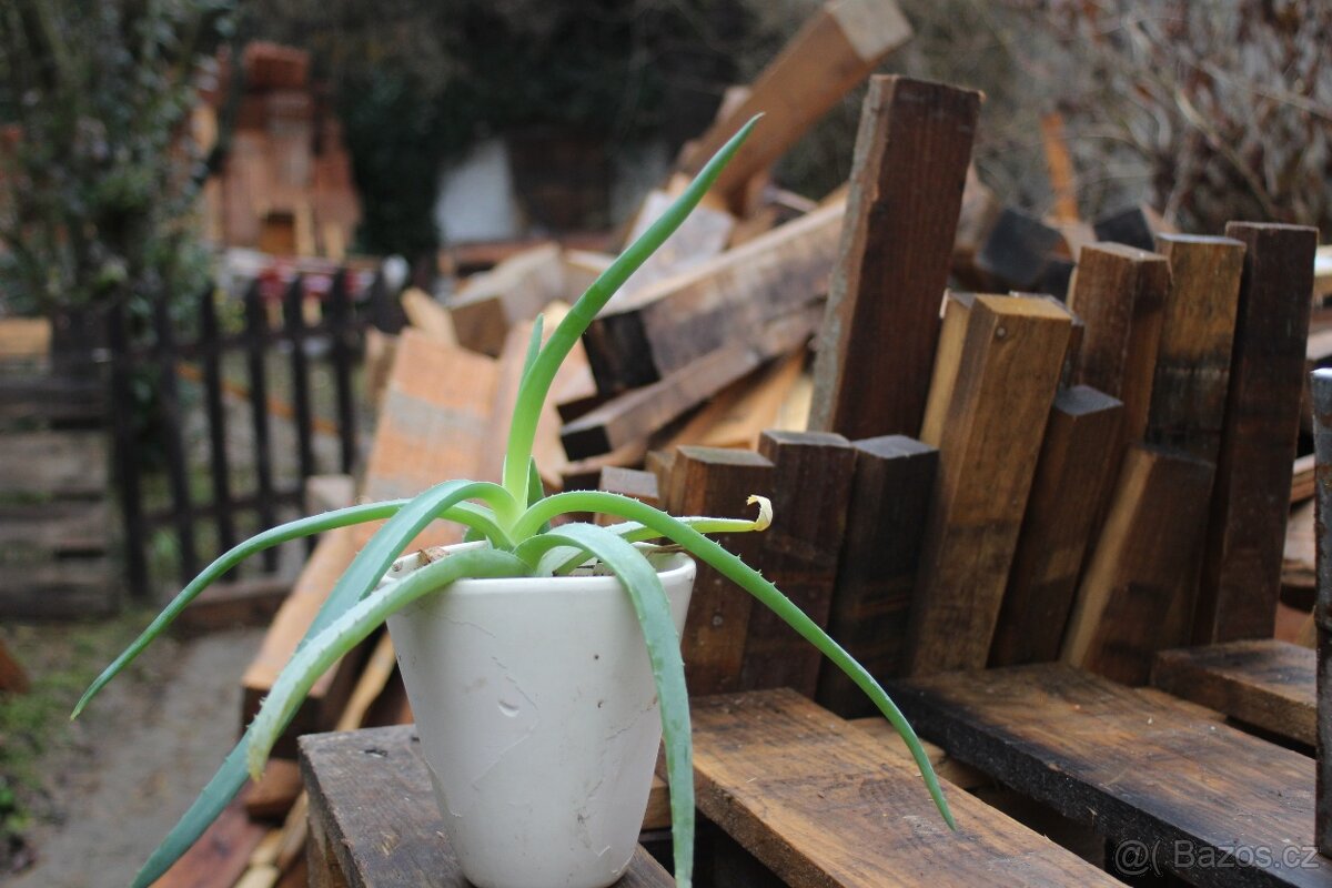 Květiny-potos, aloe vera - 2