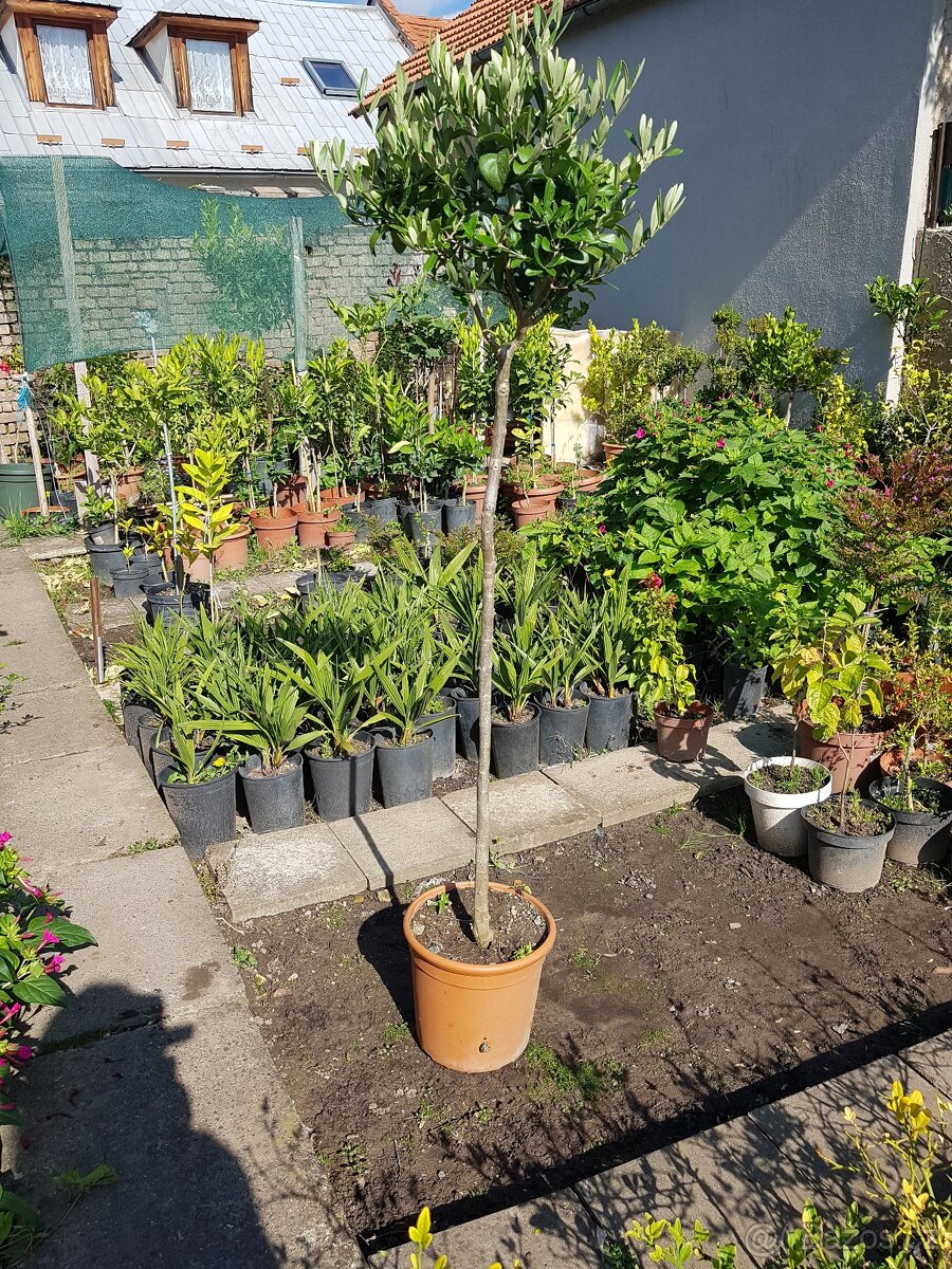 Olivovník, stromky, rostliny do zimní zahrady - 2