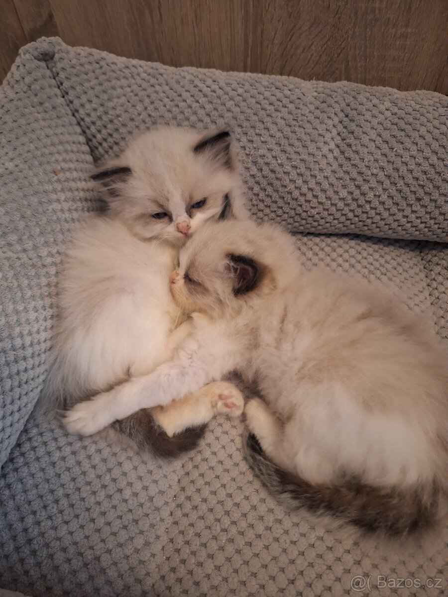 Koťátko Ragdoll s PP - 2