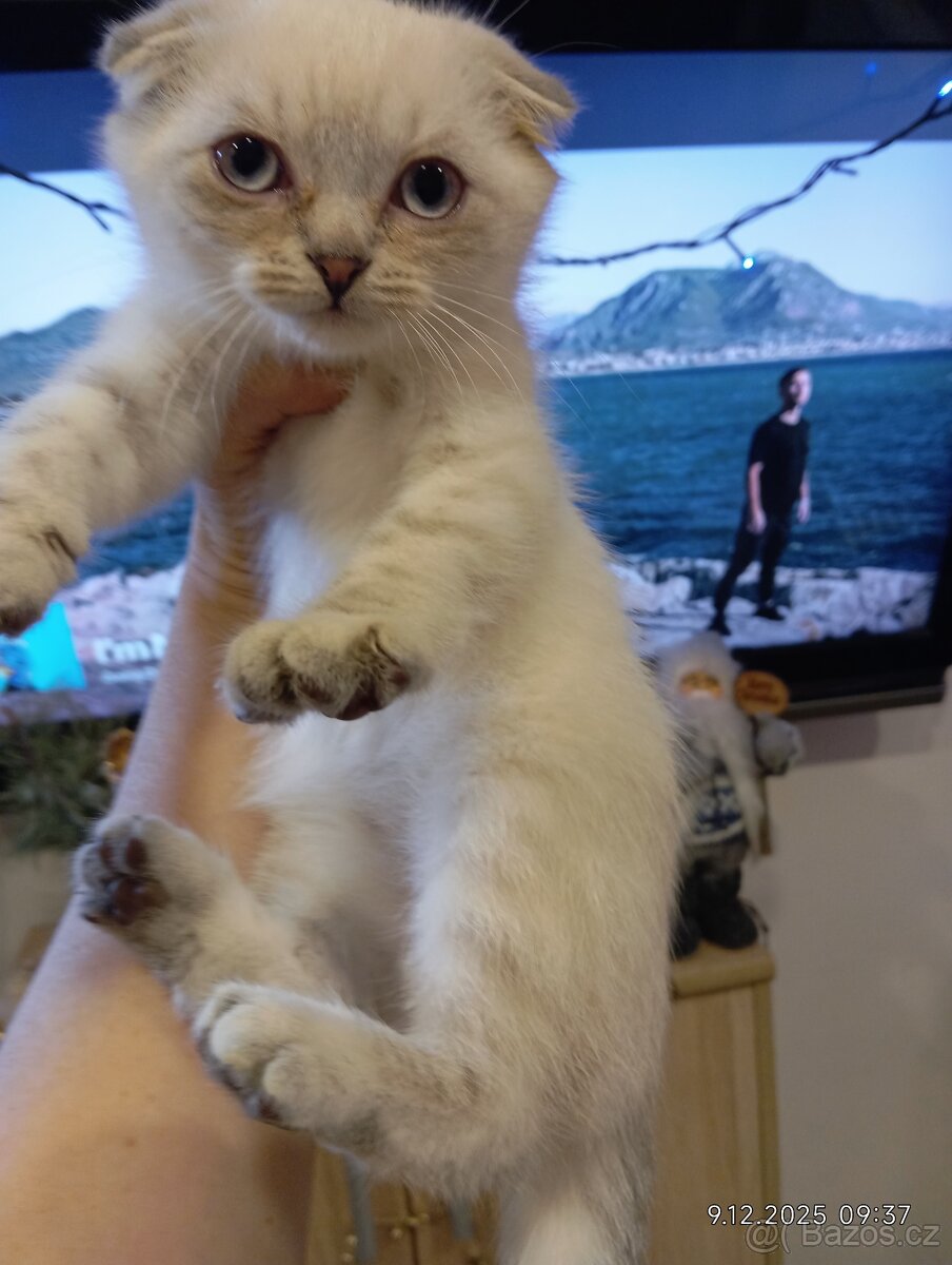 Krásný skotský klapouchý kocourek - 2