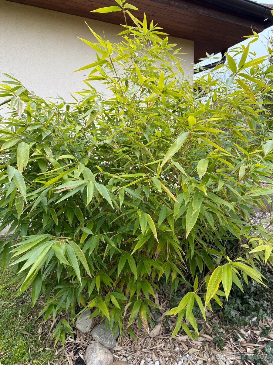 Bambus Fargesie - Semena - 2