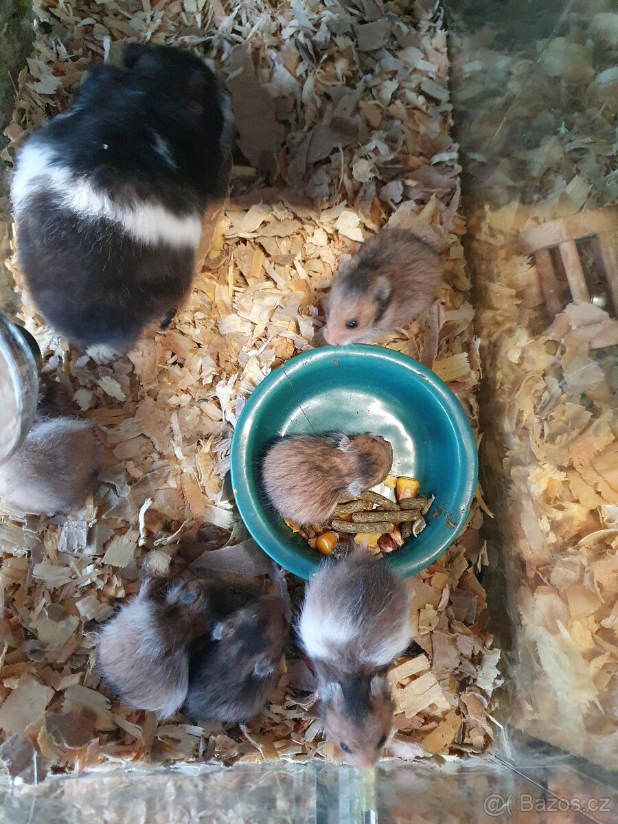 Křeček zlatý medvědí a syrský - 2