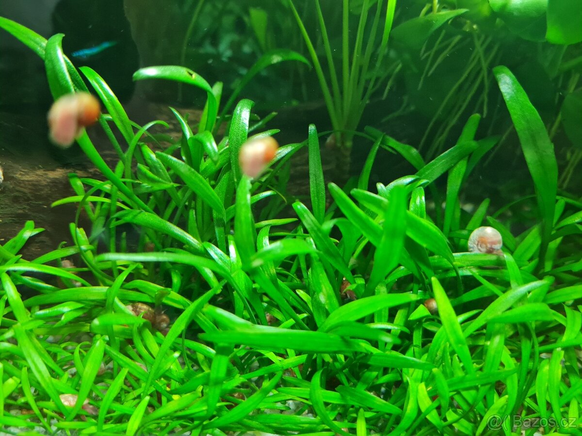 Akvarijní šneci - piskořky a okružáci všech barev - 2