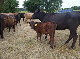 prodám jalovice angus - 2