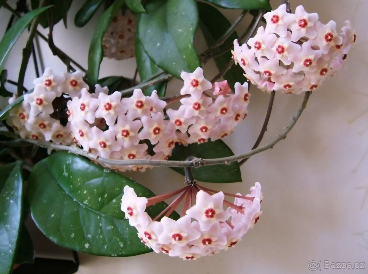 Voskovka, pokojová rostlina - 2