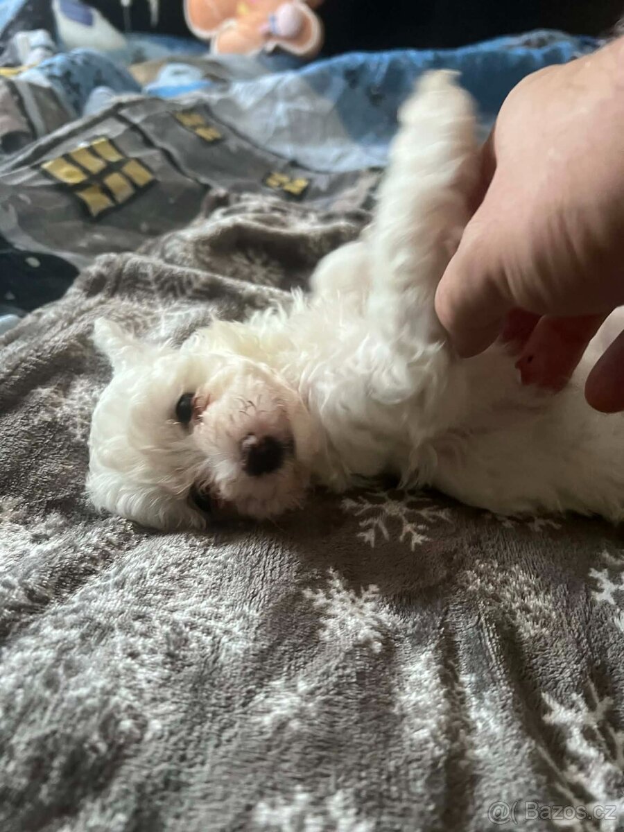 Štěně pudl trpasličí - 2
