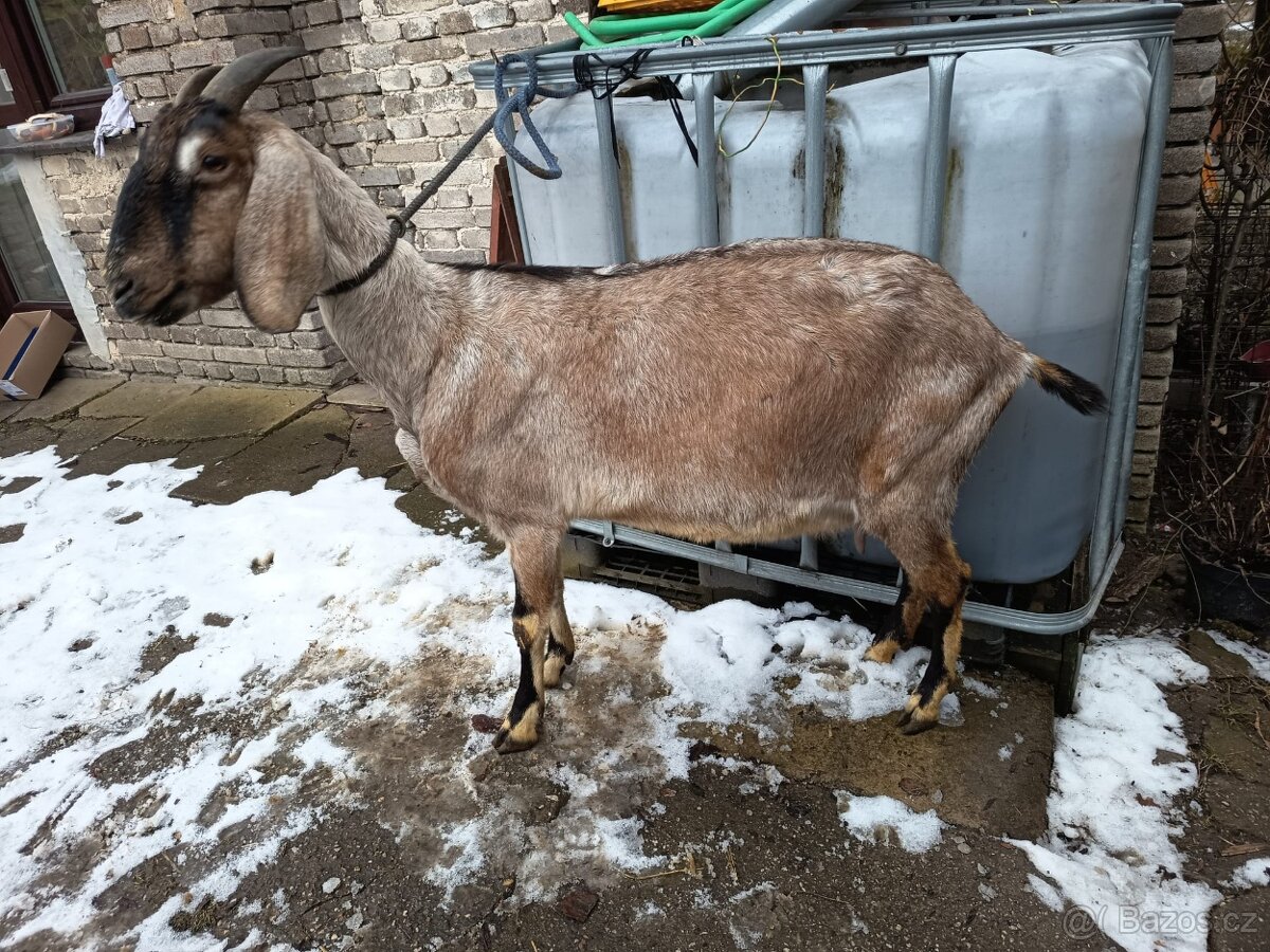 Vysoko podílové an. kozy - 2