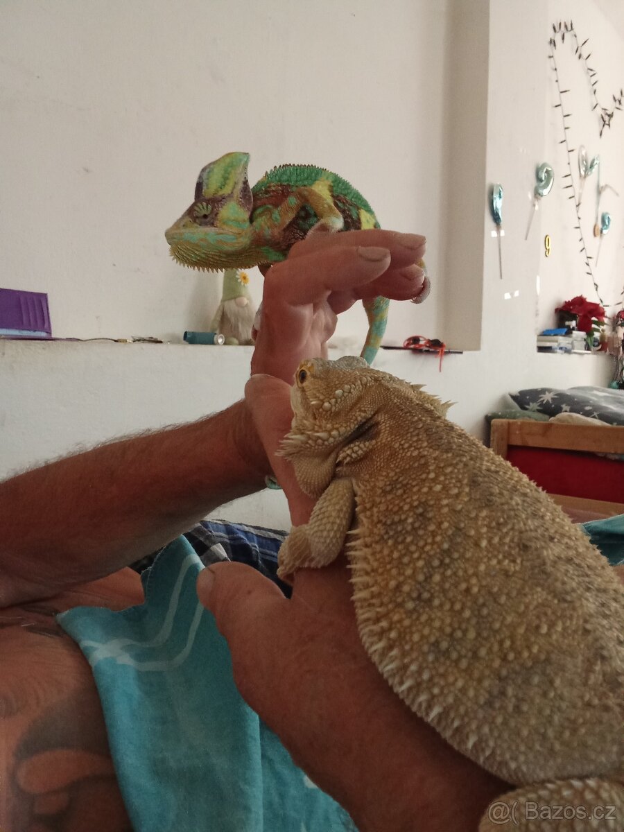 Chameleon jemenský - 2