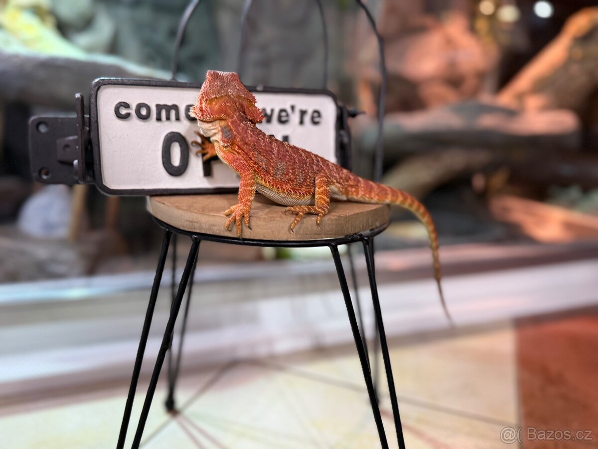 Agama vousatá SAMIČKA - 2