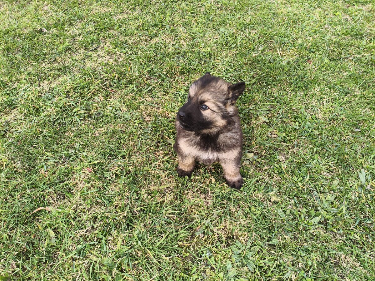 Štěňata německého ovčáka bez PP. - 2