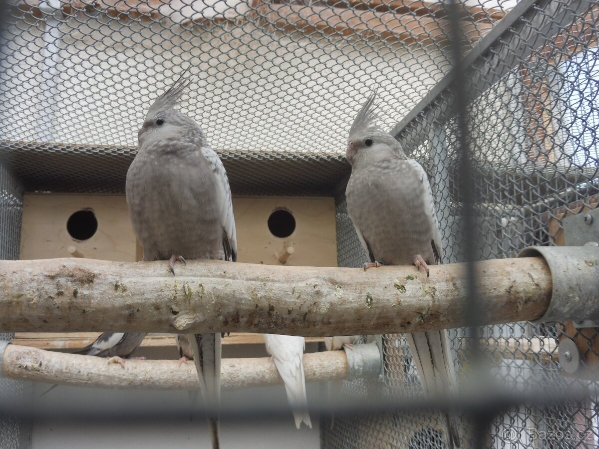 Korela bělohlavá - 2