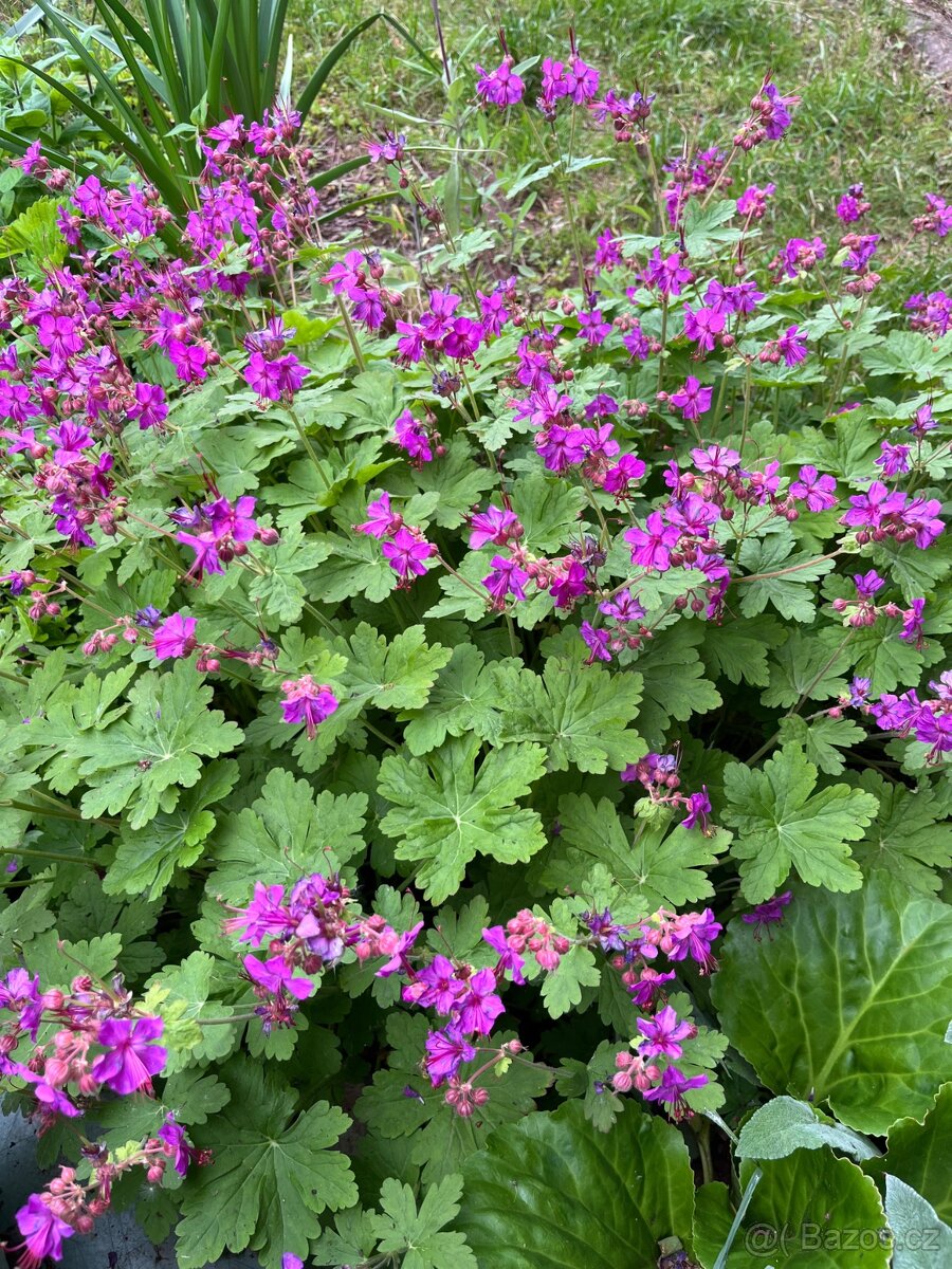 kakost krvavý - trvalka - 2