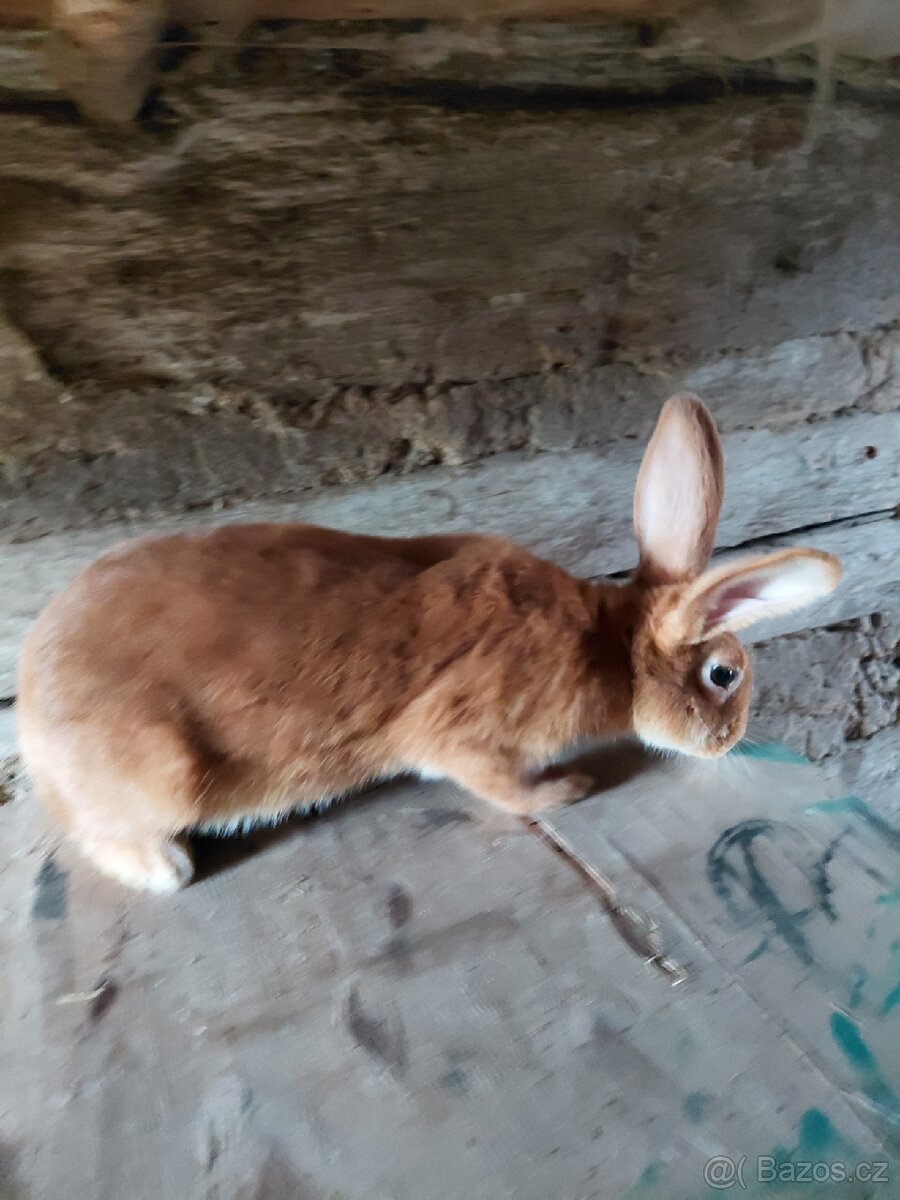 Burgunský králík s PP - 2