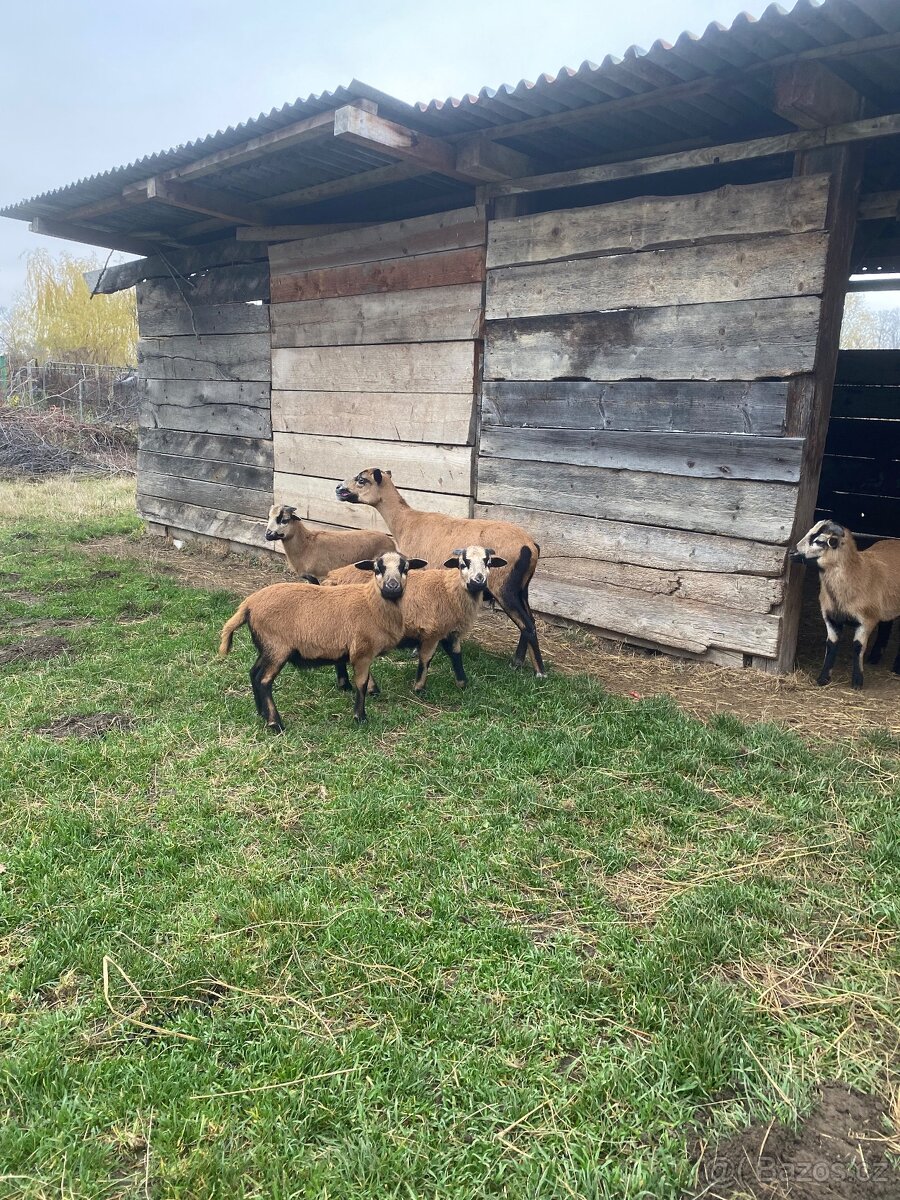 Kamerunská ovce - jehňata - 2