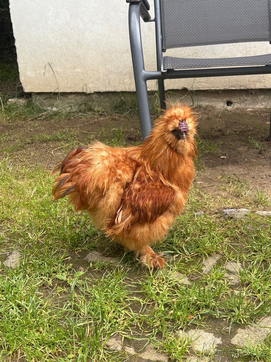 Kroužkovaný kohout hedvábnička - 2