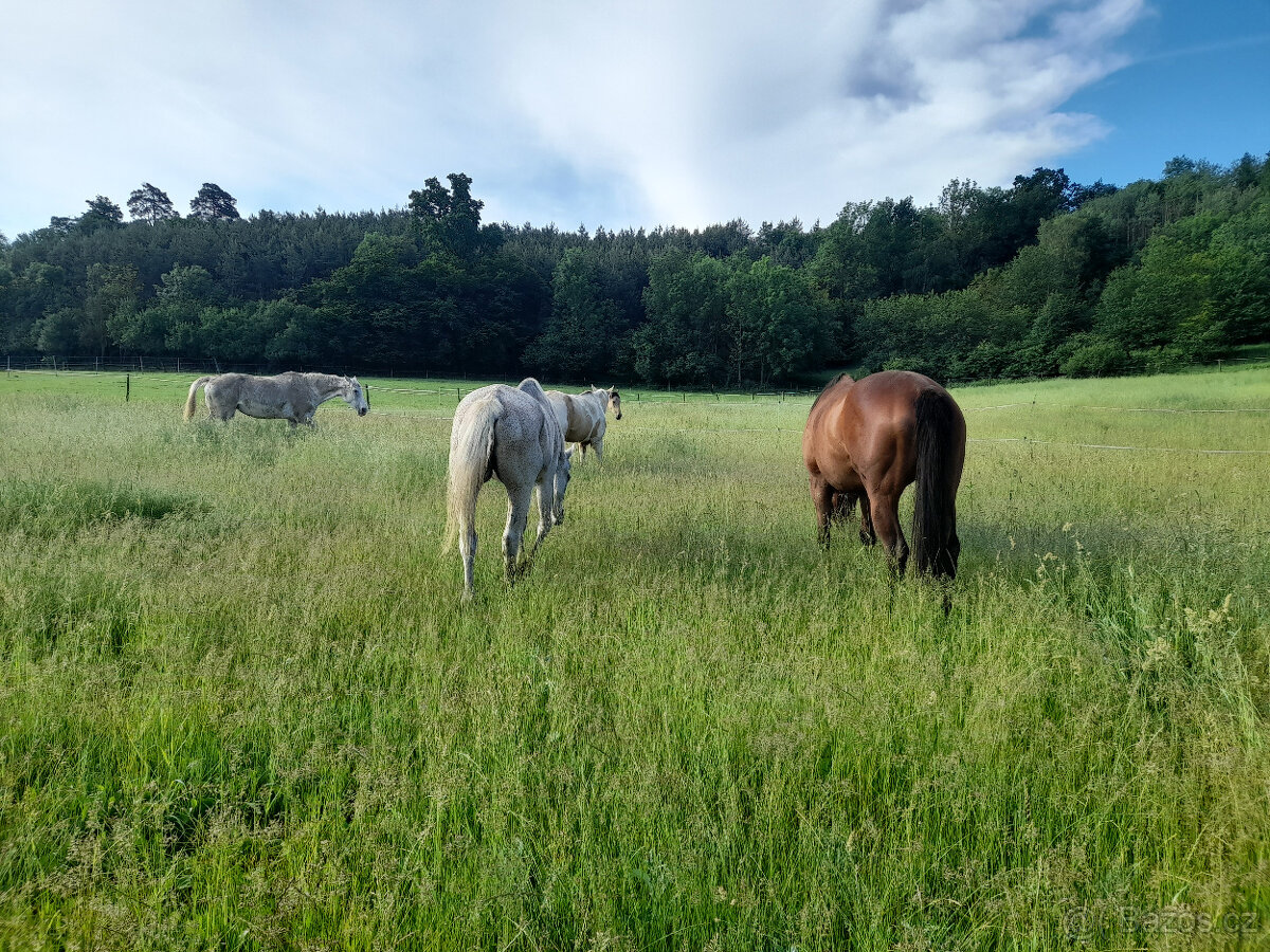 Nabízím ustájení - 2