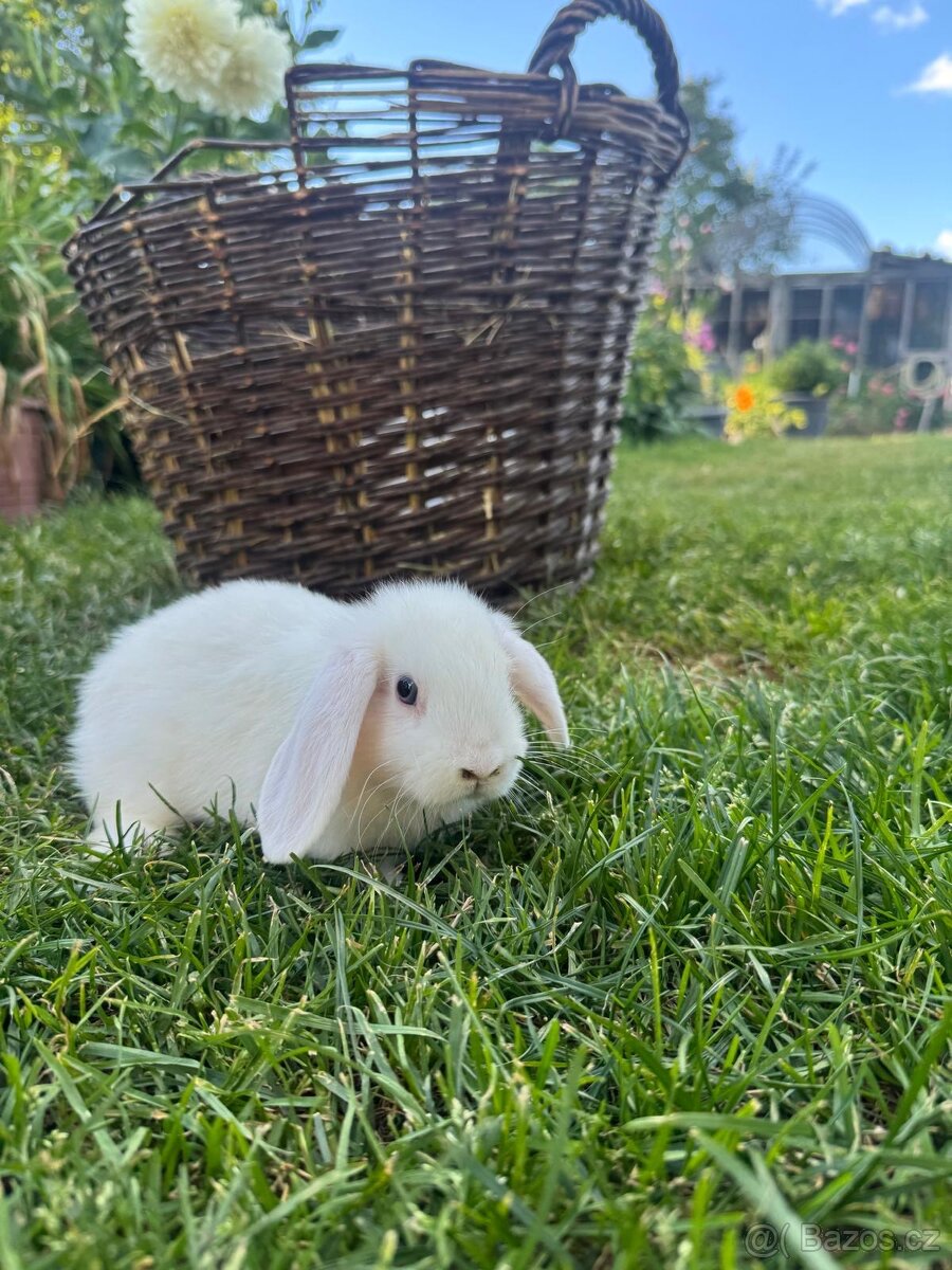 Zakrslý beránek - 2