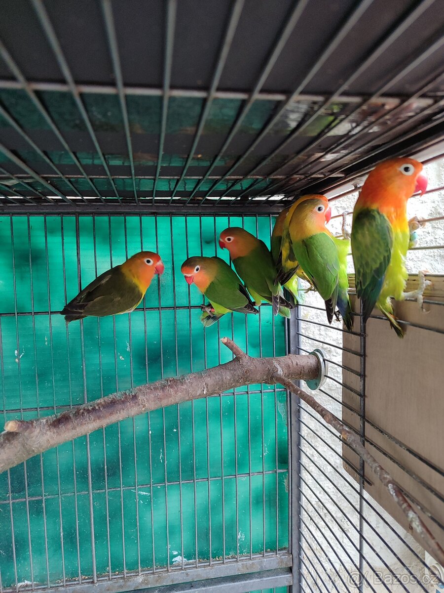 Agapornis Fischeri - 2