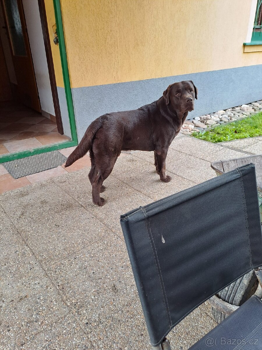 Nabídka připuštění - 2