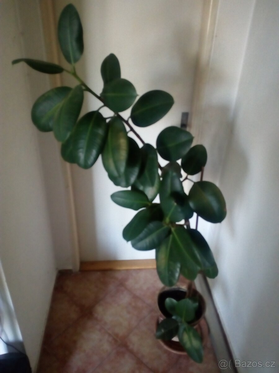 Prodám Fikus - 2