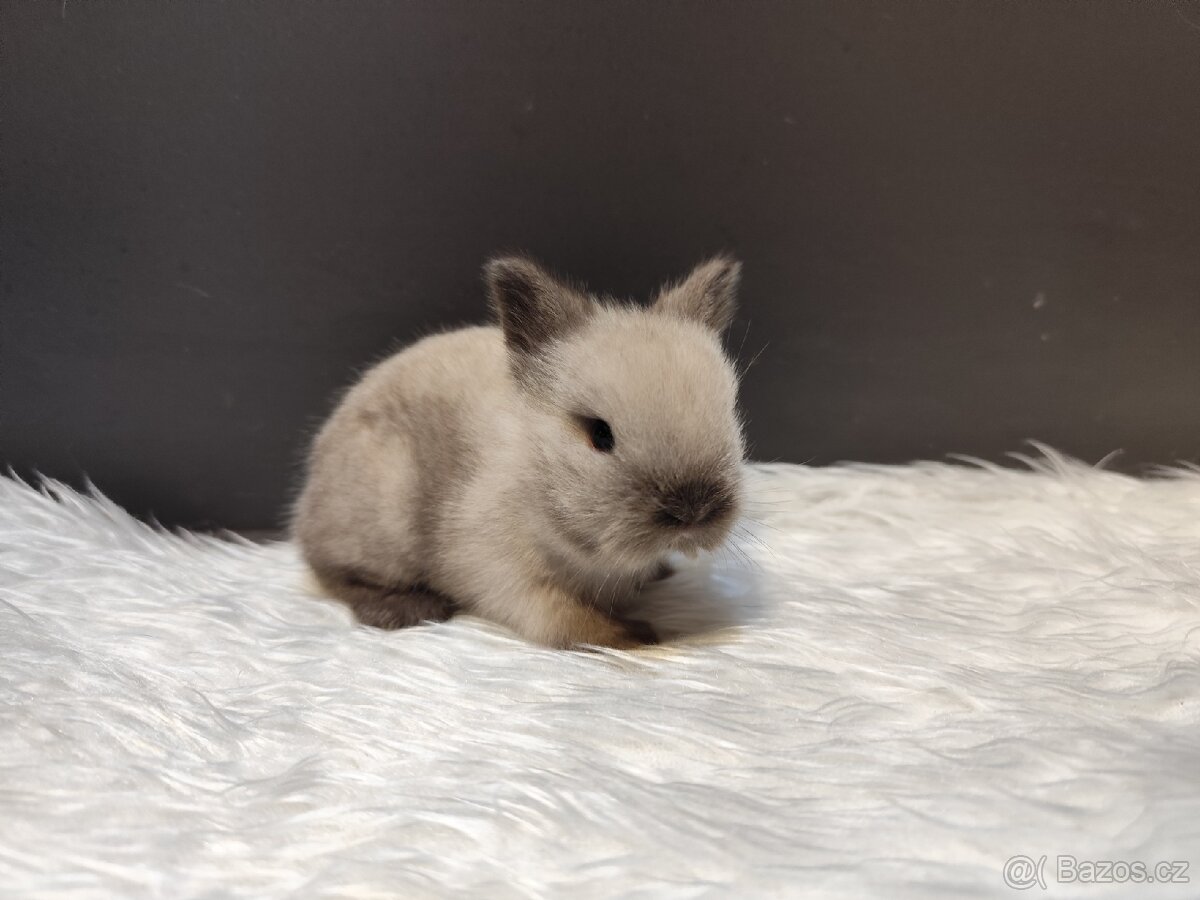 Zakrslý Teddy siamský s PP - 2