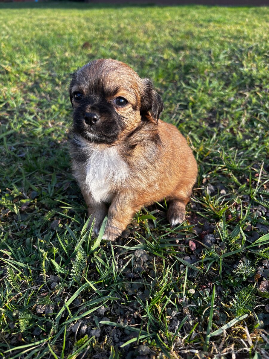 Čivava - štěňata bez pp - 2