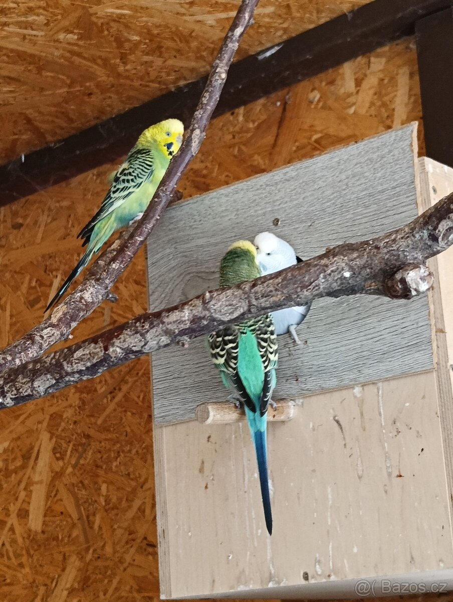 Prodám chovný pár andulek - 2