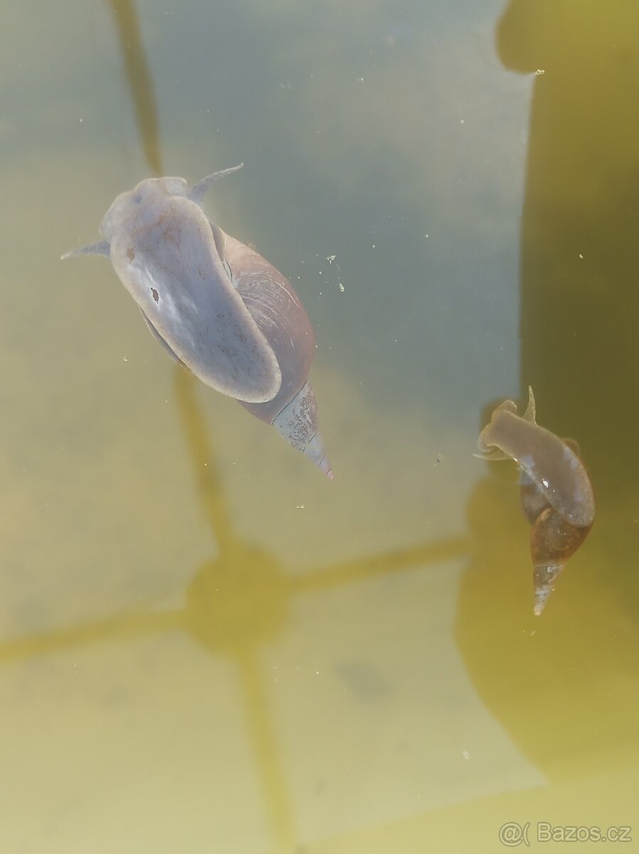 Jezírkoví plži / Akvarijní plži - 2