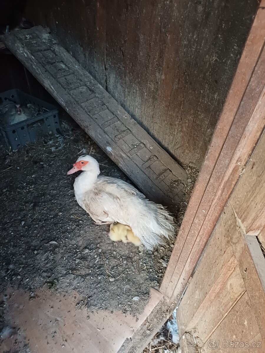 Prodám kachny pižmové - 2