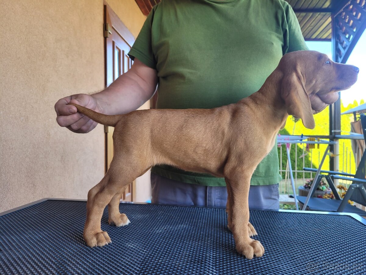 Predám MDS s PP - 2