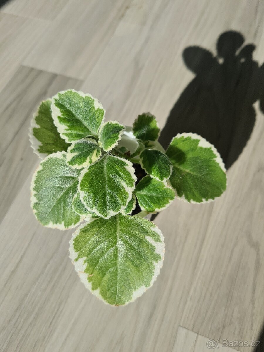 Raritni panasovany rymovnik plne zakoreneny - 2