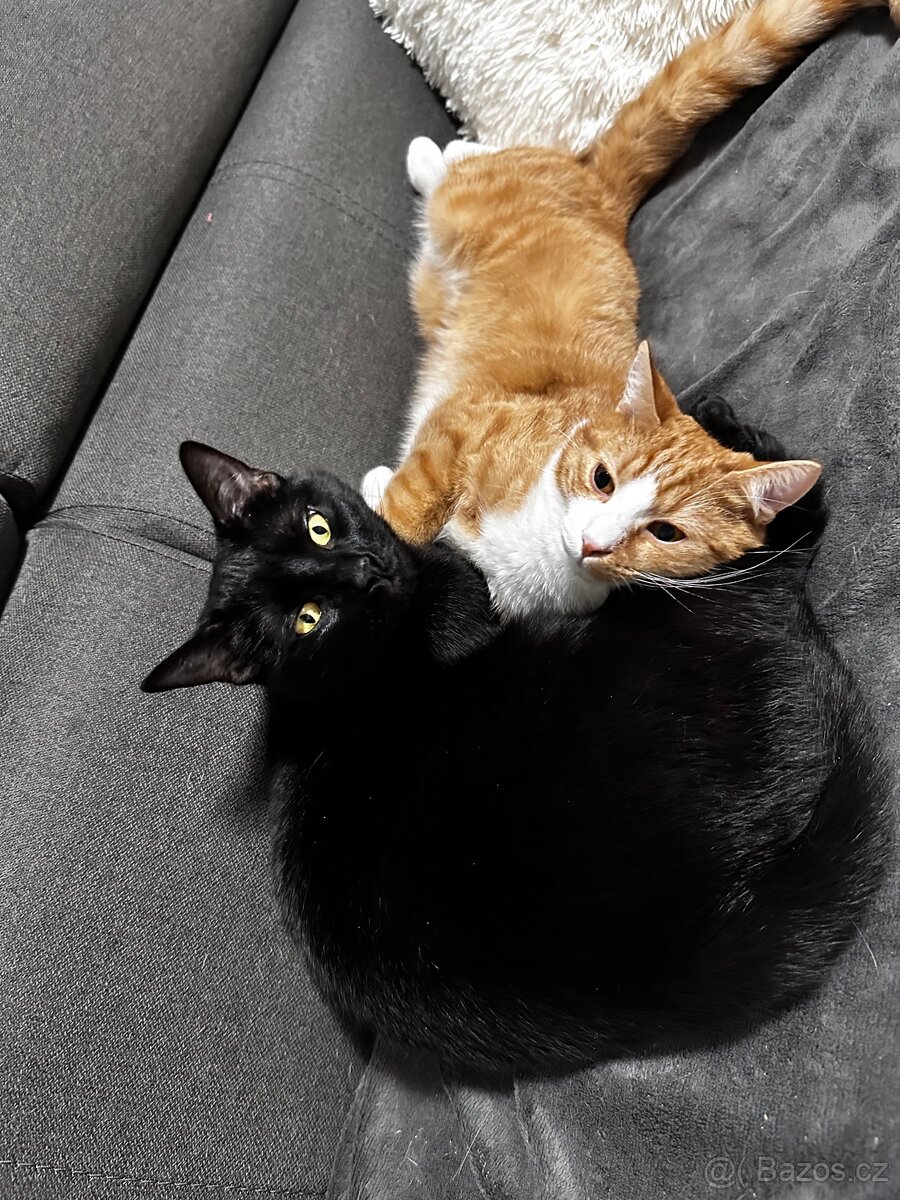 Daruji 2 kocourky - 2