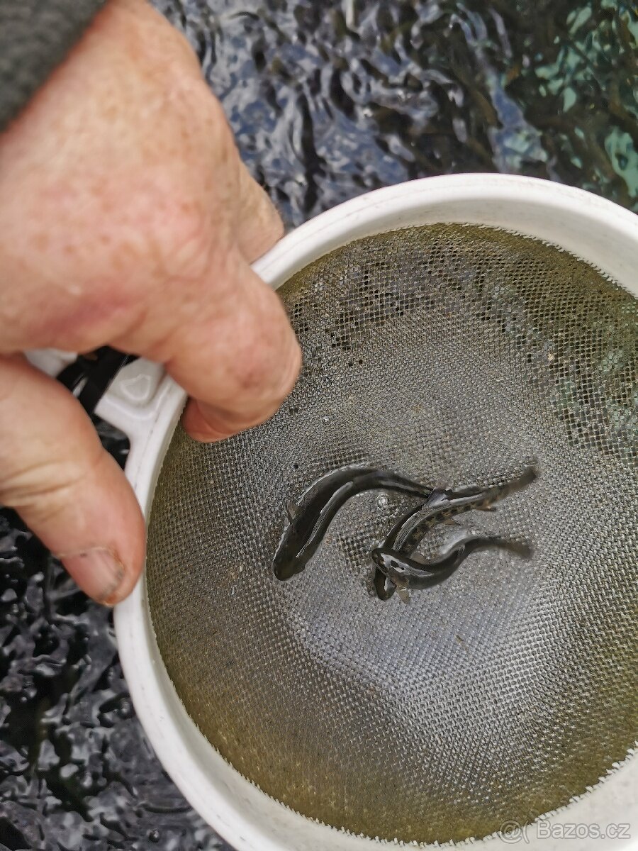 Pstruh duhový násada - 2