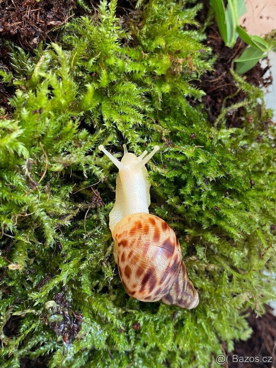Africký šnek lissachatina reticulata albino body - 2